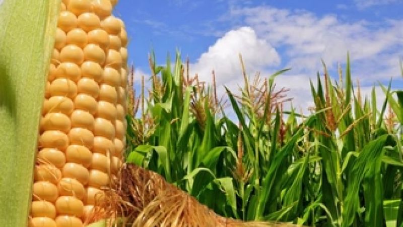 La capacidad de siembra para este año en arroz es de 39 mil hectáreas, 90 mil hectáreas de maíz blanco y amarillo, 50 mil hectáreas de sorgo