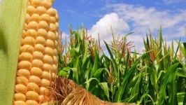 La capacidad de siembra para este año en arroz es de 39 mil hectáreas, 90 mil hectáreas de maíz blanco y amarillo, 50 mil hectáreas de sorgo
