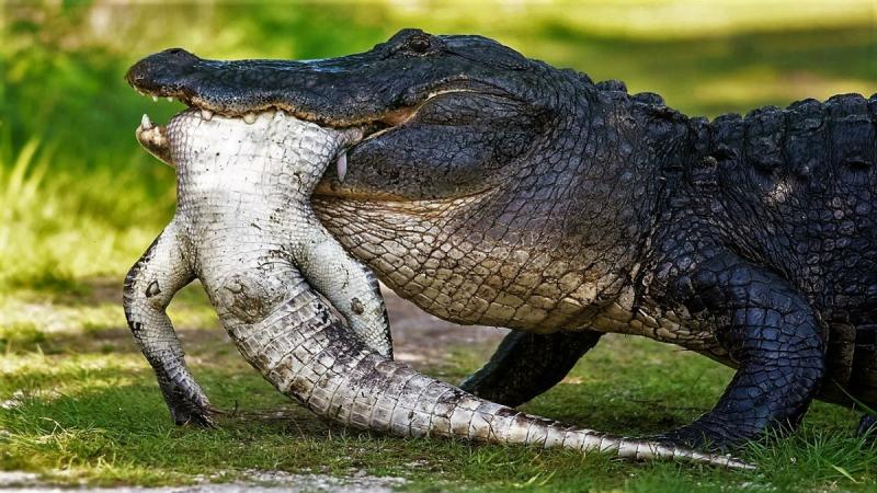 Aveces ocurren cosas como esta entre los caimanes del mismo caño