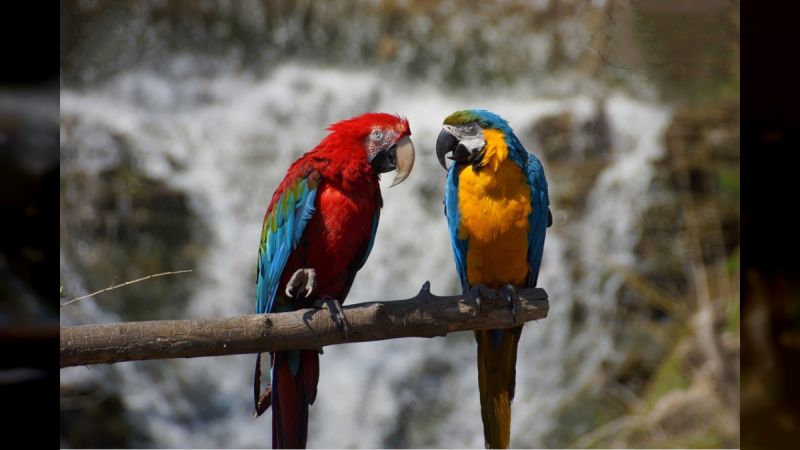 INPARQUES ofrece apoyo a la conservación de estas especies, las que forman parte de la biodiversidad del planeta