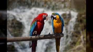 INPARQUES ofrece apoyo a la conservación de estas especies, las que forman parte de la biodiversidad del planeta