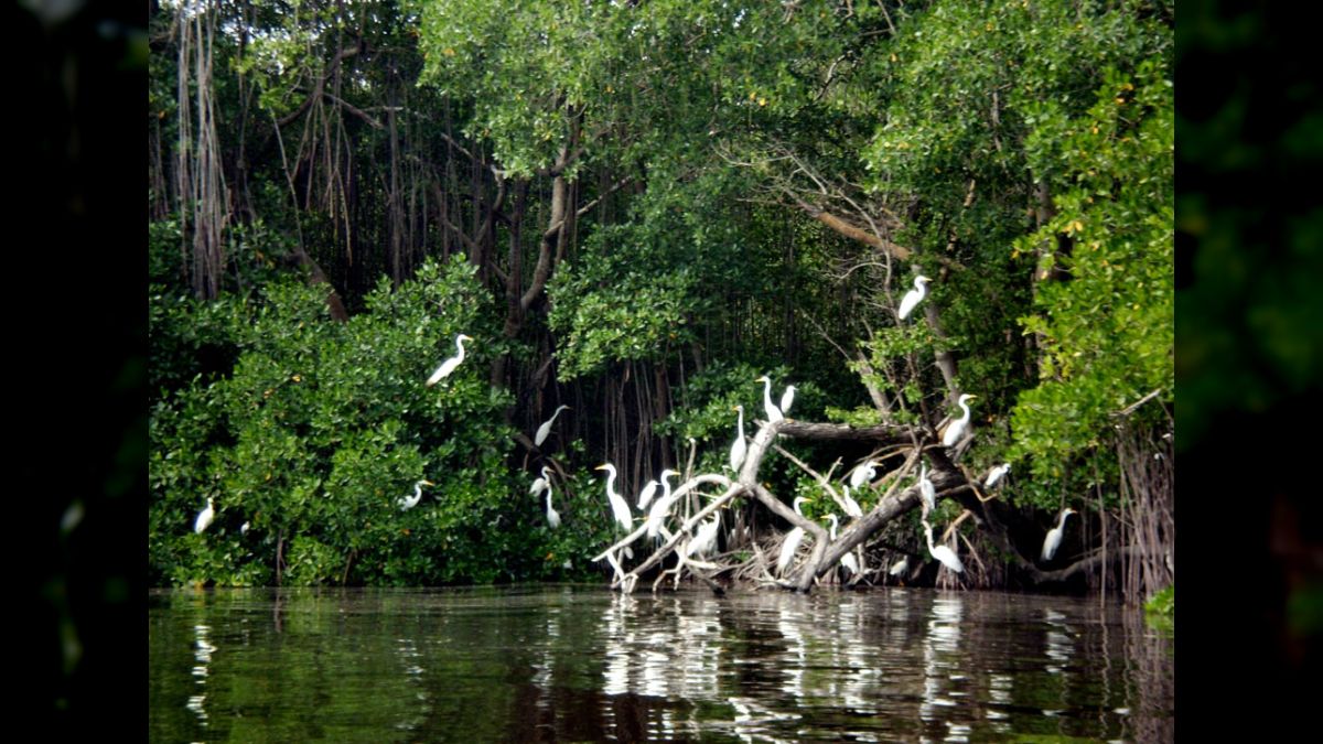 Laguna De Tacarigua Belleza De Una Tierra Llena De Manglares Playas Y laguna-de-tacarigua-belleza-de-una-tierra-llena-de-manglares-playas-y