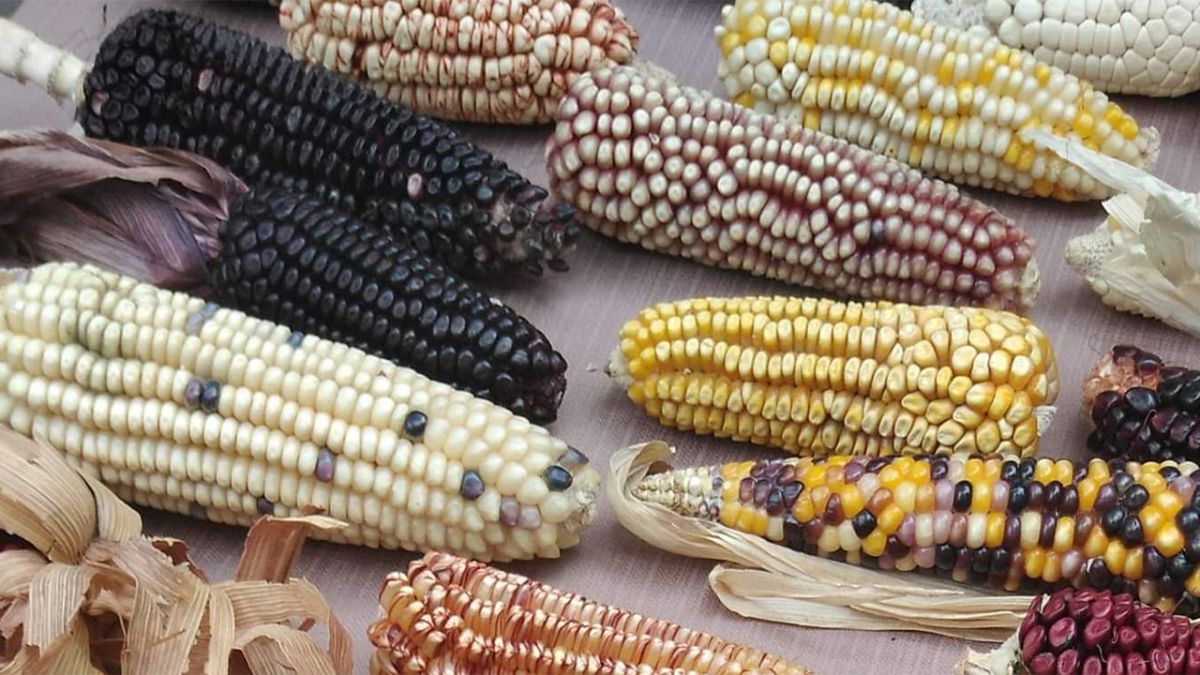 ARE GMO FOODS DANGEROUS OR NOT?
