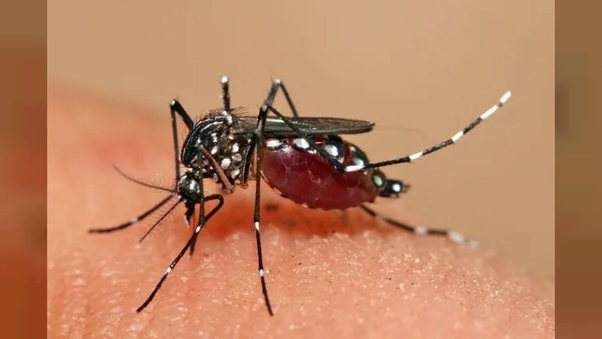 América Latina contabiliza más de 4,6 millones de casos positivos de dengue y 1 mil 500 decesos