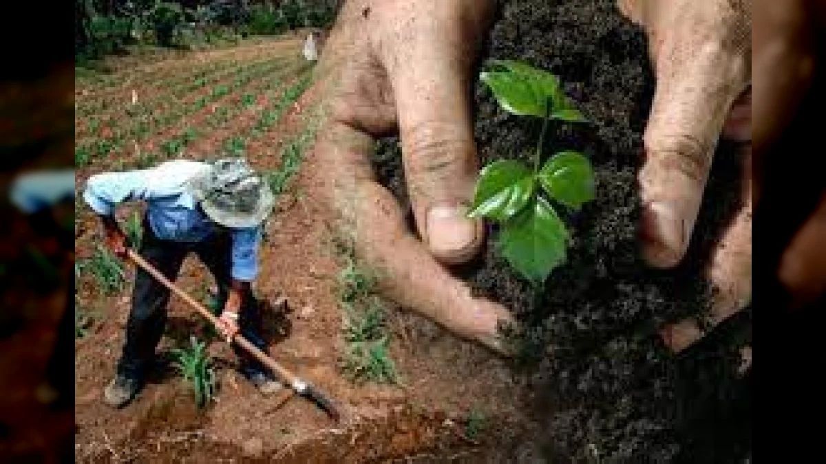 En Venezuela con la Alianza Cientifico-Campesina se ha logrado crear una red de semilleristas en varios estados del país que busca la conservación, masificación e intercambio de semillas autóctonas no solo de papa sino de diversos rubros venezolanos, que permite potenciar la agricultura del país