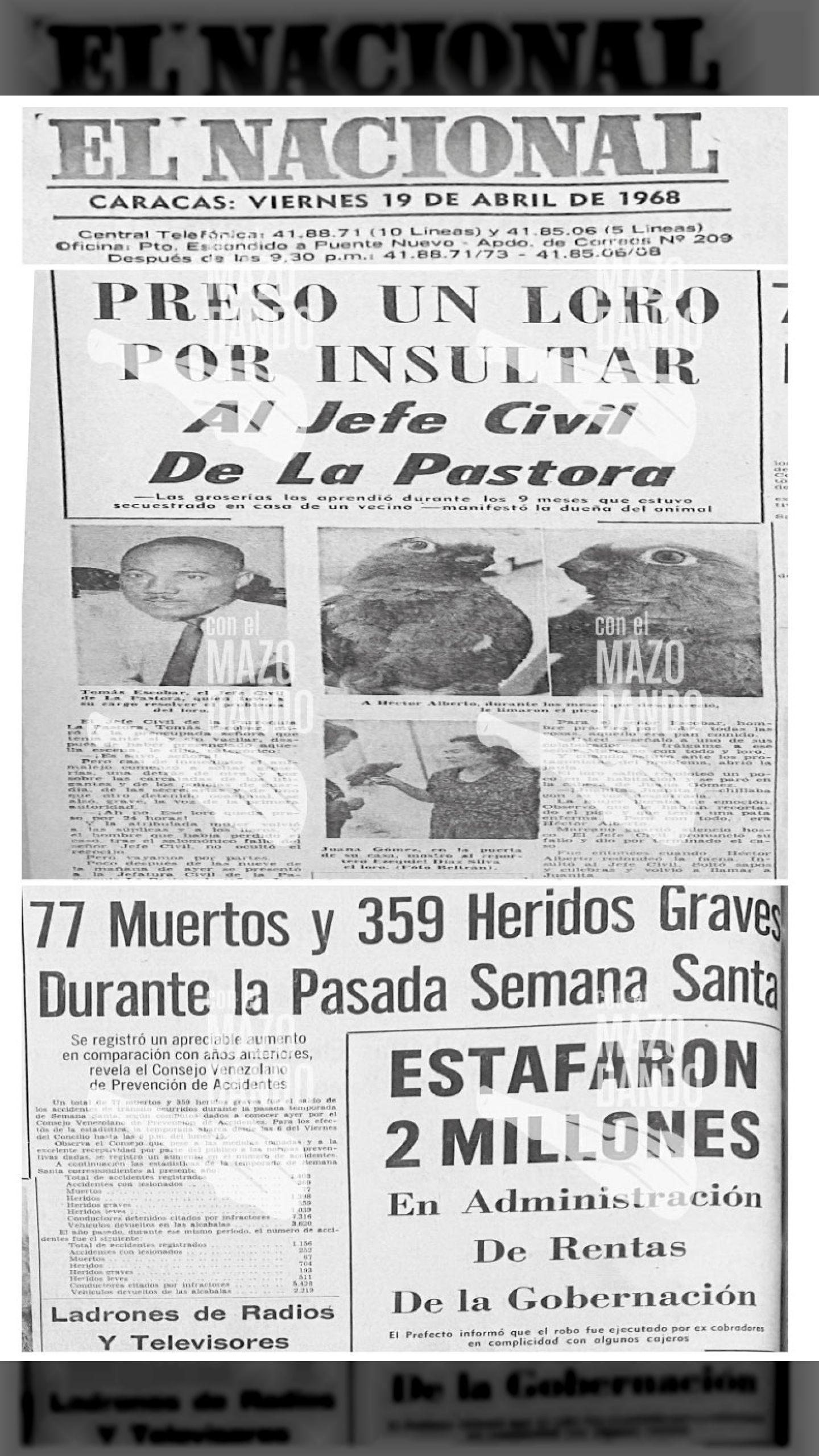 PRESO UN LORO POR INSULTAR AL JEFE CIVIL DE LA PASTORA