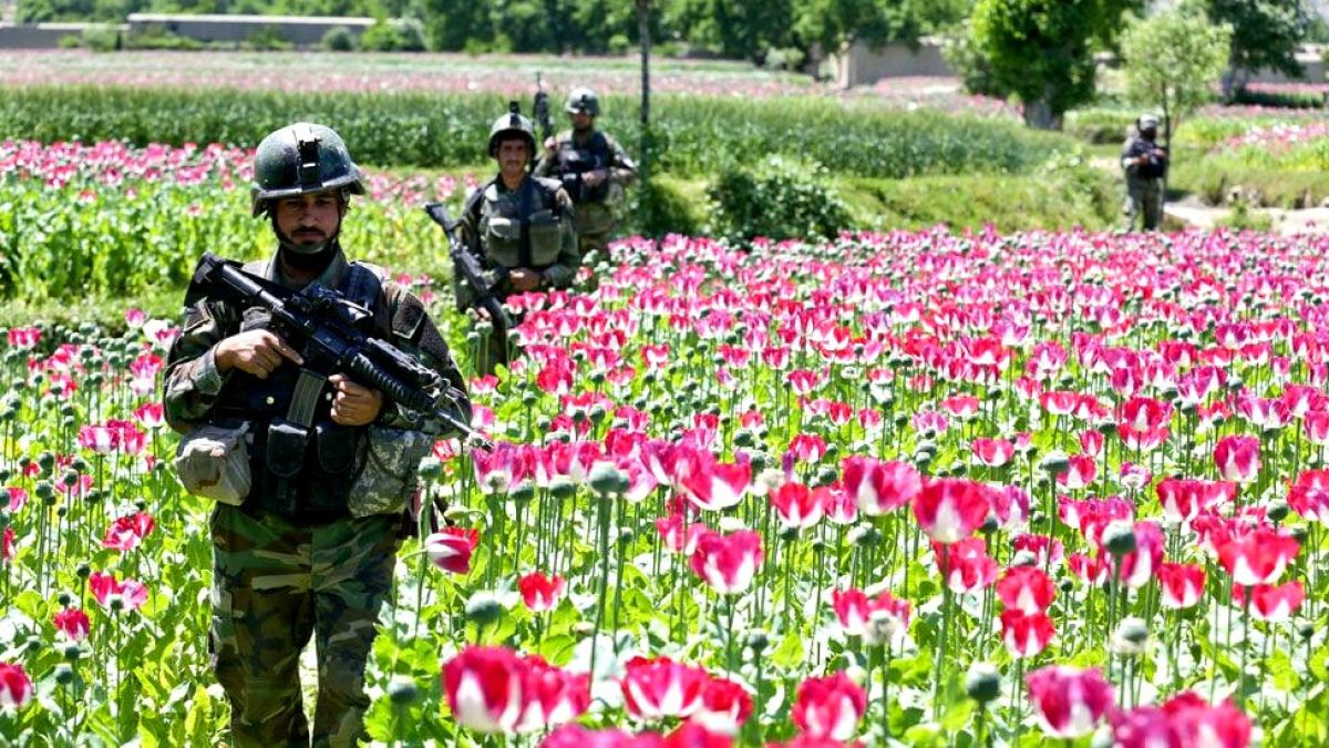 La CIA hizo de Afganistán un lugar seguro para la siembra del opio