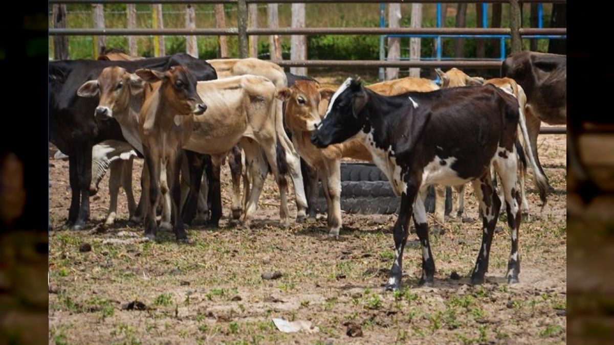 Anzoátegui advances with vaccination days against foot-and-mouth disease in the livestock sector