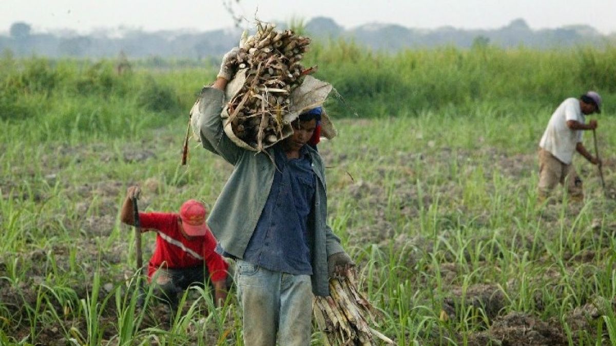 Guárico community members join the 2026 Agrifood Plan to boost corn production