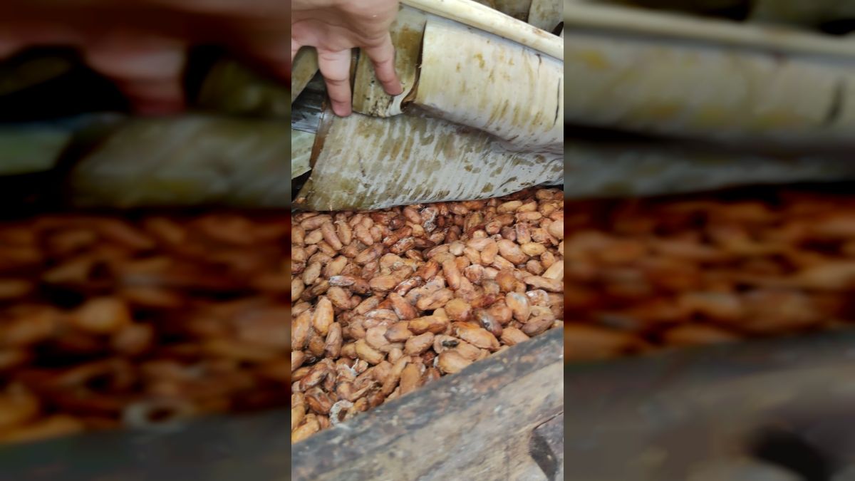 Minister Jiménez: Targeted pollination drives advances in cacao