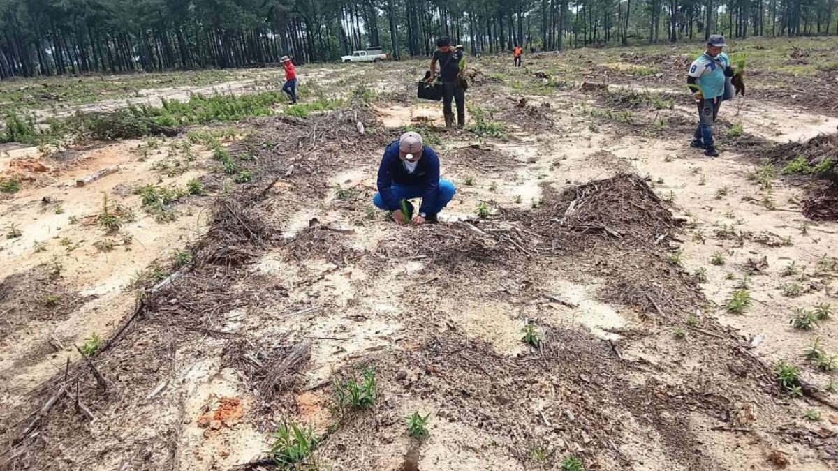 The Bolivarian Government plants more than 24,000 pine trees in 24 hectares of the Uverito Forest between Anzoátegui and Monagas