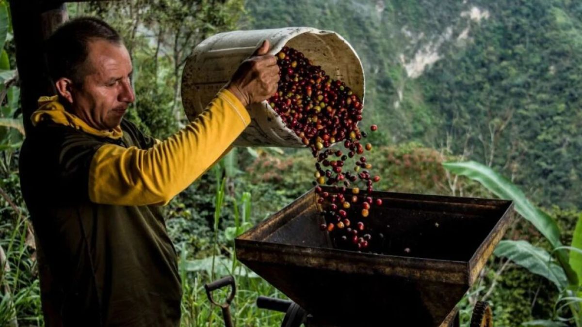Caracas will host the first binational coffee congress