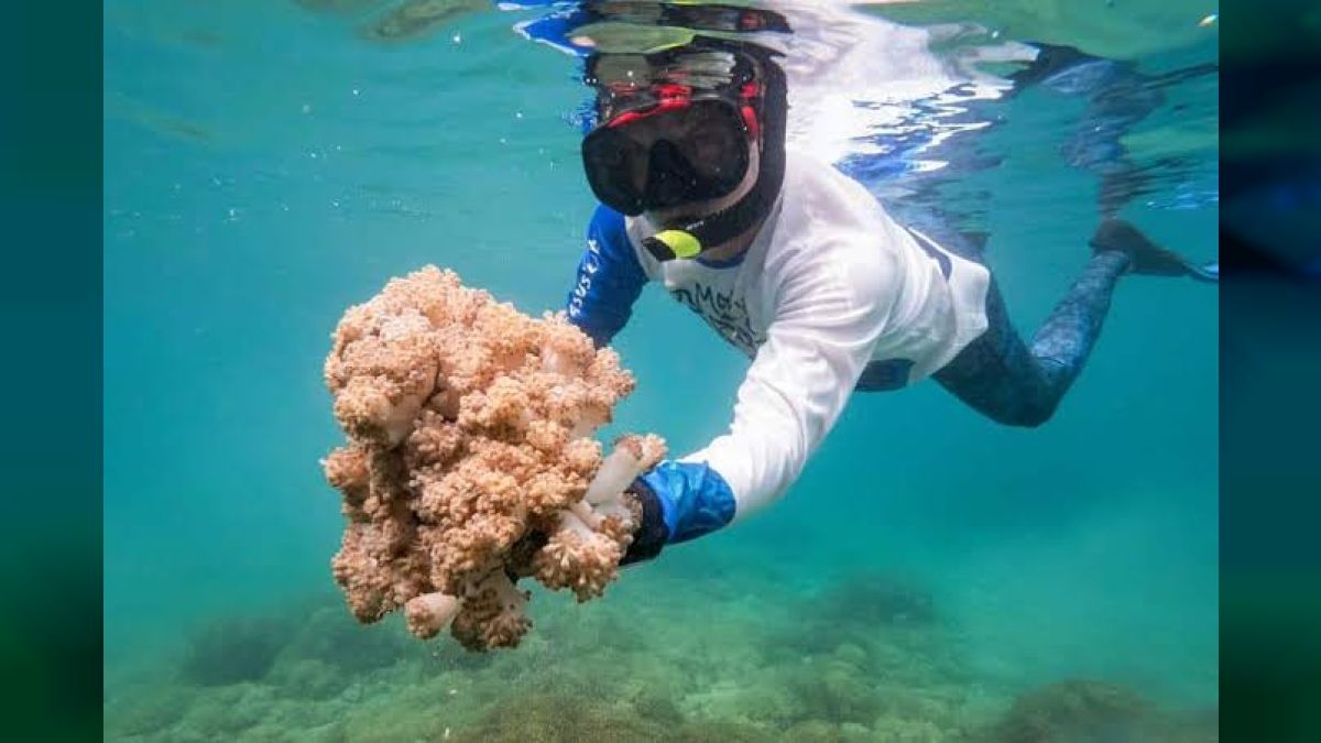 Venezuela and FAO activate plan to stop the advance of invasive coral affecting the Caribbean Sea