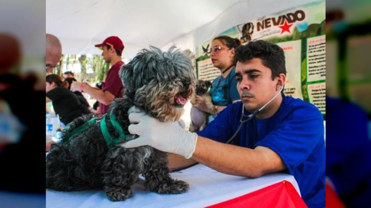 Veterinary Day: Men and women who work with love and sublime protection
