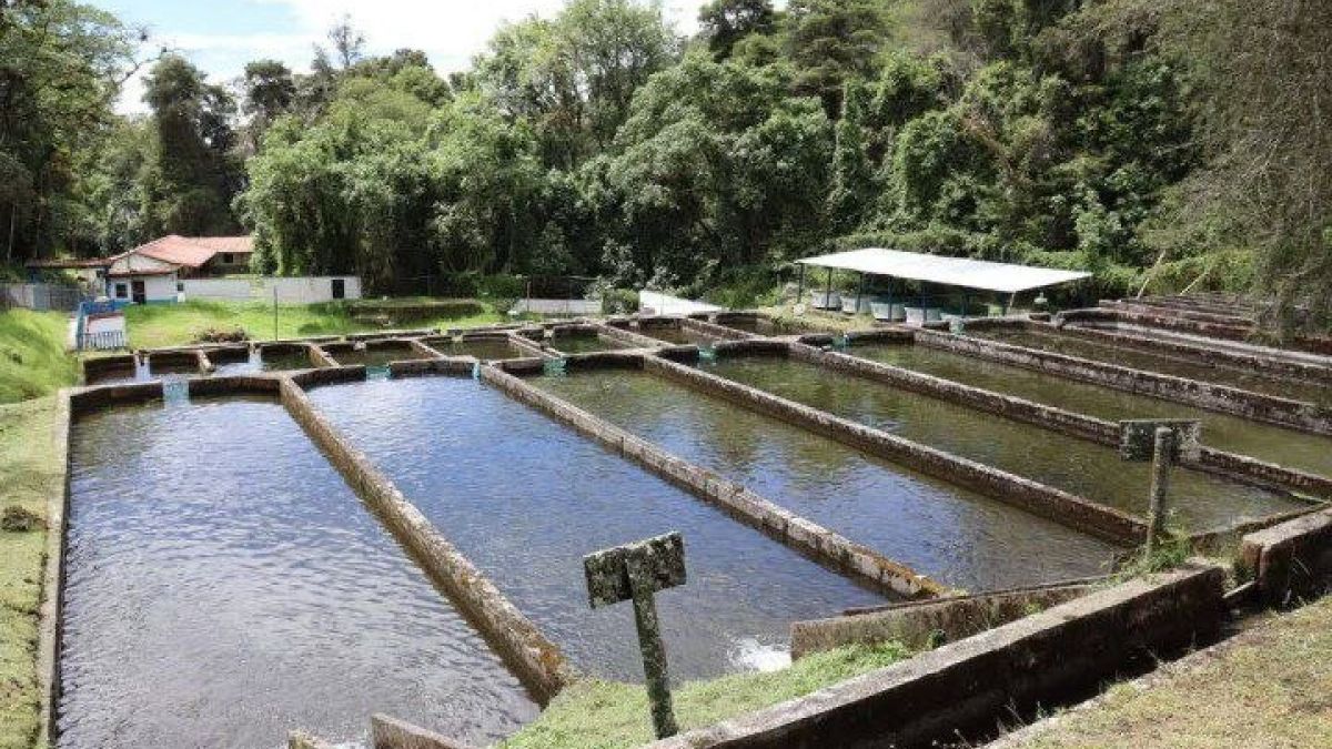 La Mucuy Station produces 10 tons of trout per year