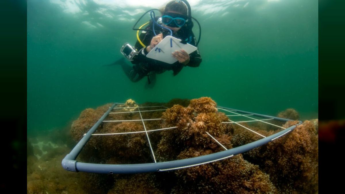 MINEC advances in the fight against invasive coral off the Venezuelan coast
