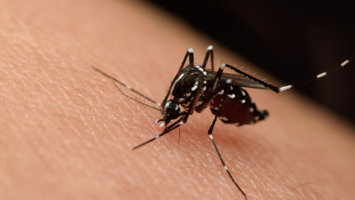 Europe calls for strengthening control measures against the spread of diseases by mosquitoes