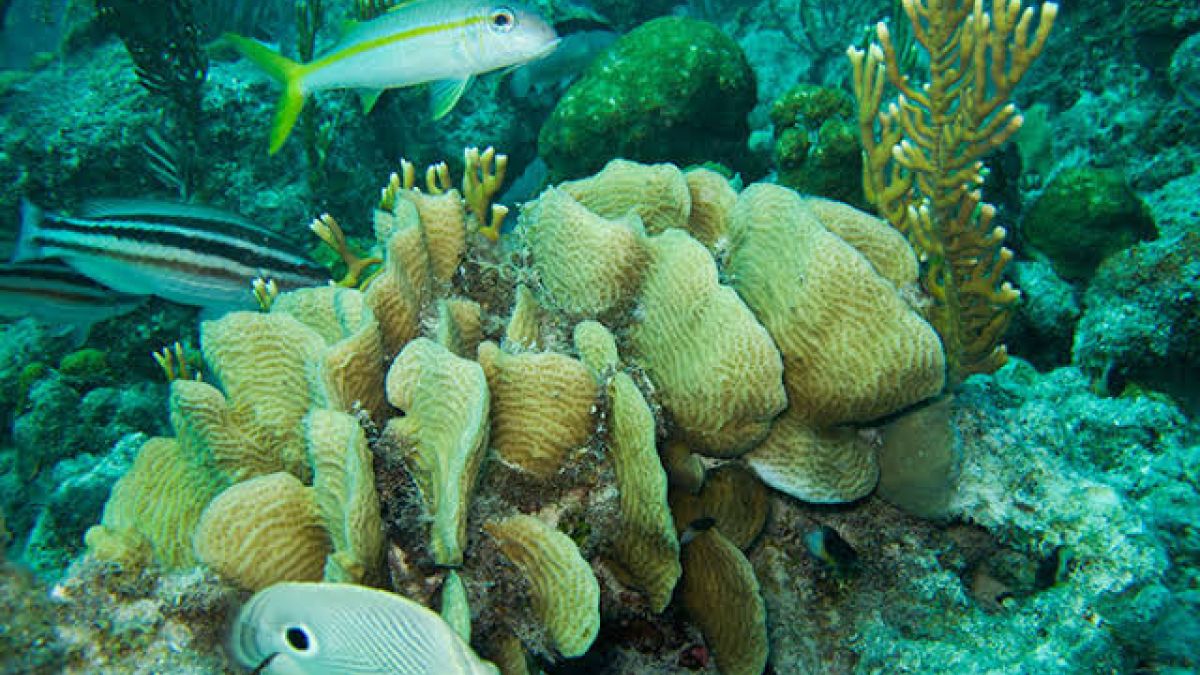 Venezuelan researchers evaluate marine fauna in mangroves in Sucre and Anzoátegui