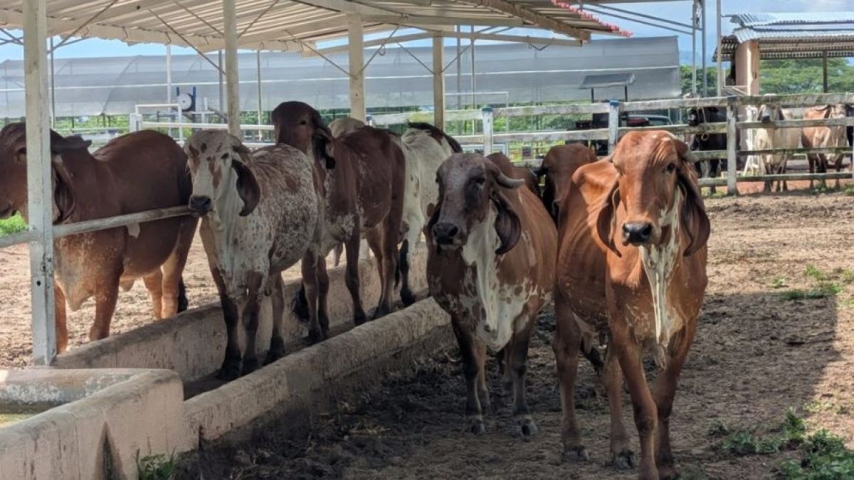 National Plan for the Characterization of the Cattle Herd will be deployed in the country for 120 days