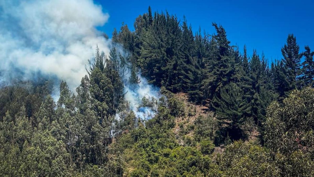 Colombia: Forest fires consume more than 285 hectares of vegetation in Cundinamarca