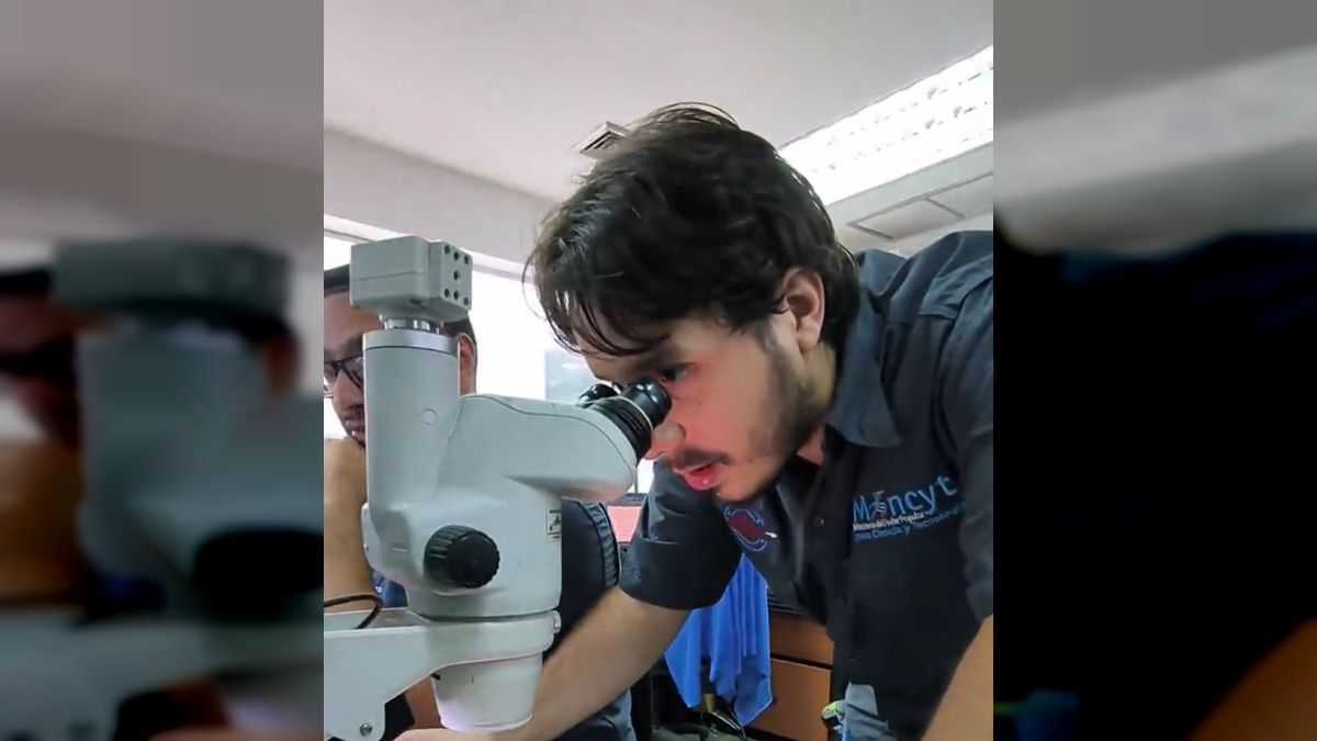 Venezuelan researchers design electroscalpel for veterinary surgery