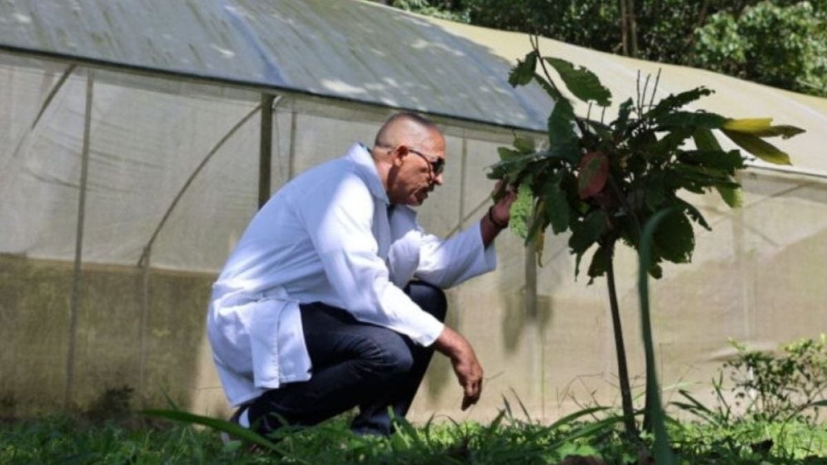 Venezuelan scientists use biotechnology to protect cocoa crops in the face of climate change
