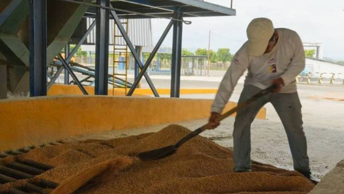 Producers in the Portuguese state deliver rice harvest to collection centers