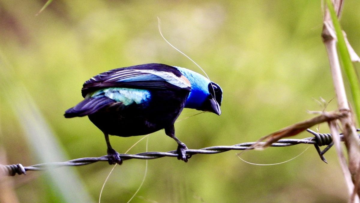 Minister Cabello invited to register for the II International Congress of Birdwatching in Venezuela