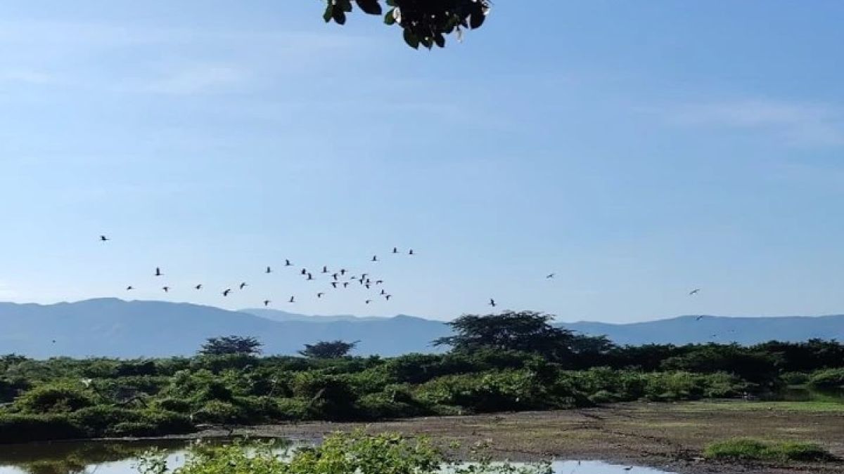 October Big Day 2026: Venezuela consolidates its position as a reference in birdwatching