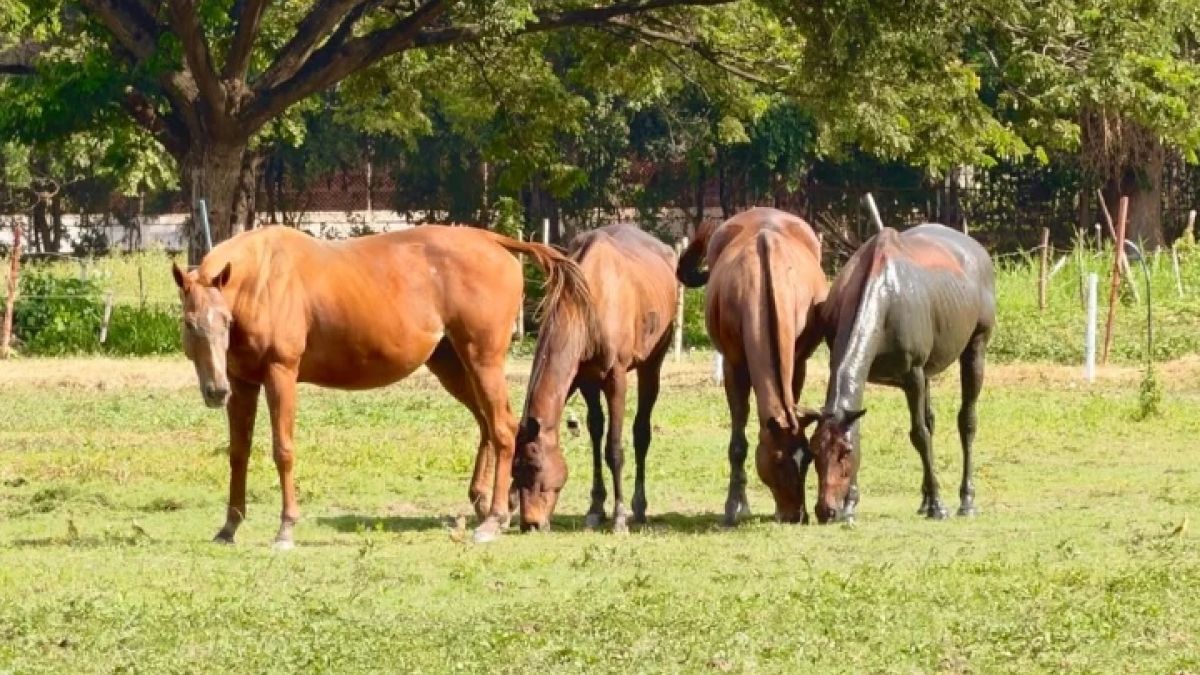 14 thoroughbreds arrive from the United States and Panama to reinforce national equestrian programming